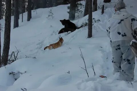 Охота на медведя в берлоге