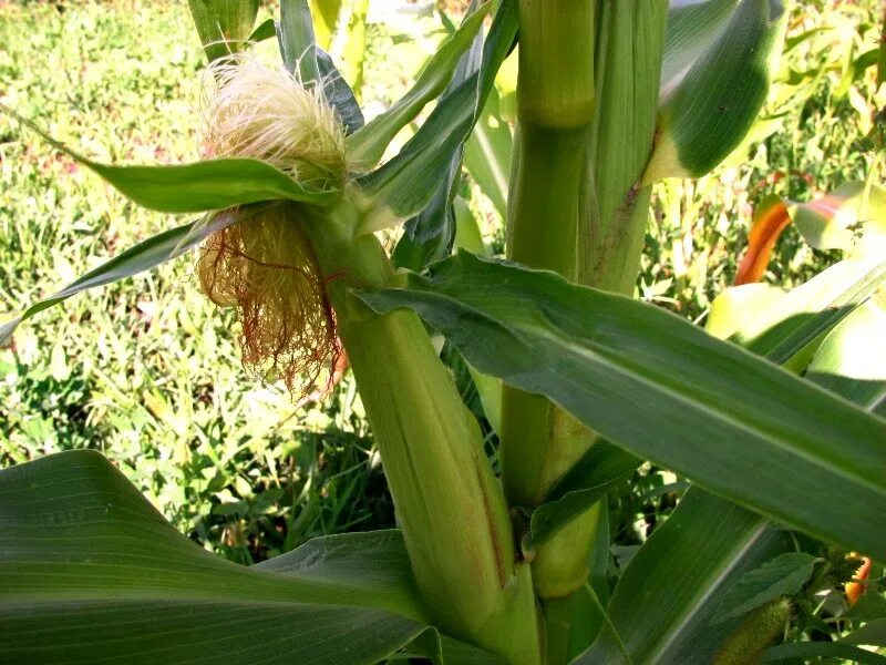 Початок 2. Кукуруза соцветие початок. Кукуруза соцветие метелка. Соцветие кукурузы кукурузы. Початок – мужское соцветие кукурузы..