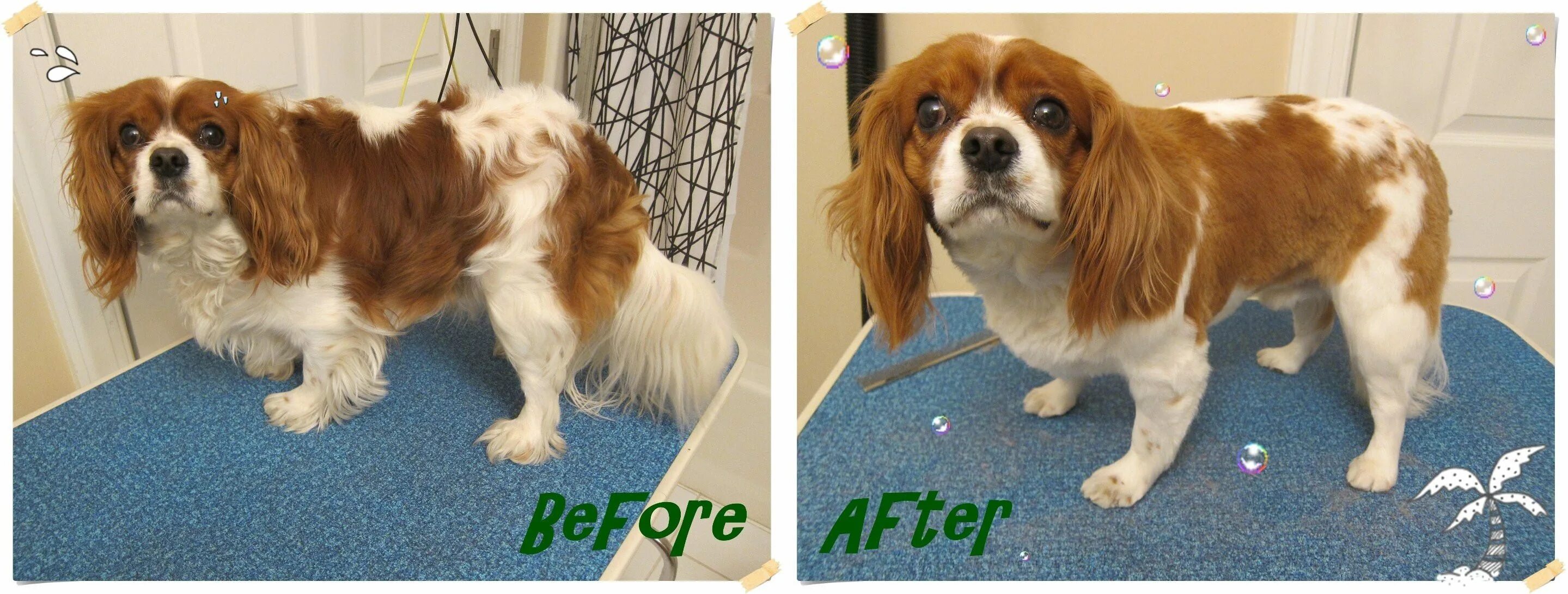 Груминг кинг чарльз спаниеля. Груминг кавалер спаниеля. Груминг кинг чарльз спаниеля. Груминг кавалер чарльз спаниеля. Кавалер кинг чарльз спаниель стрижка.