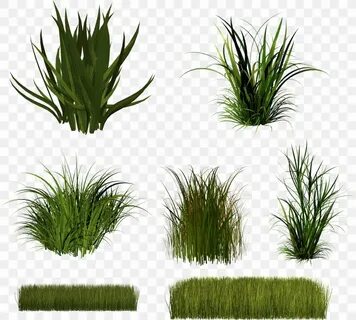 Grass plant
