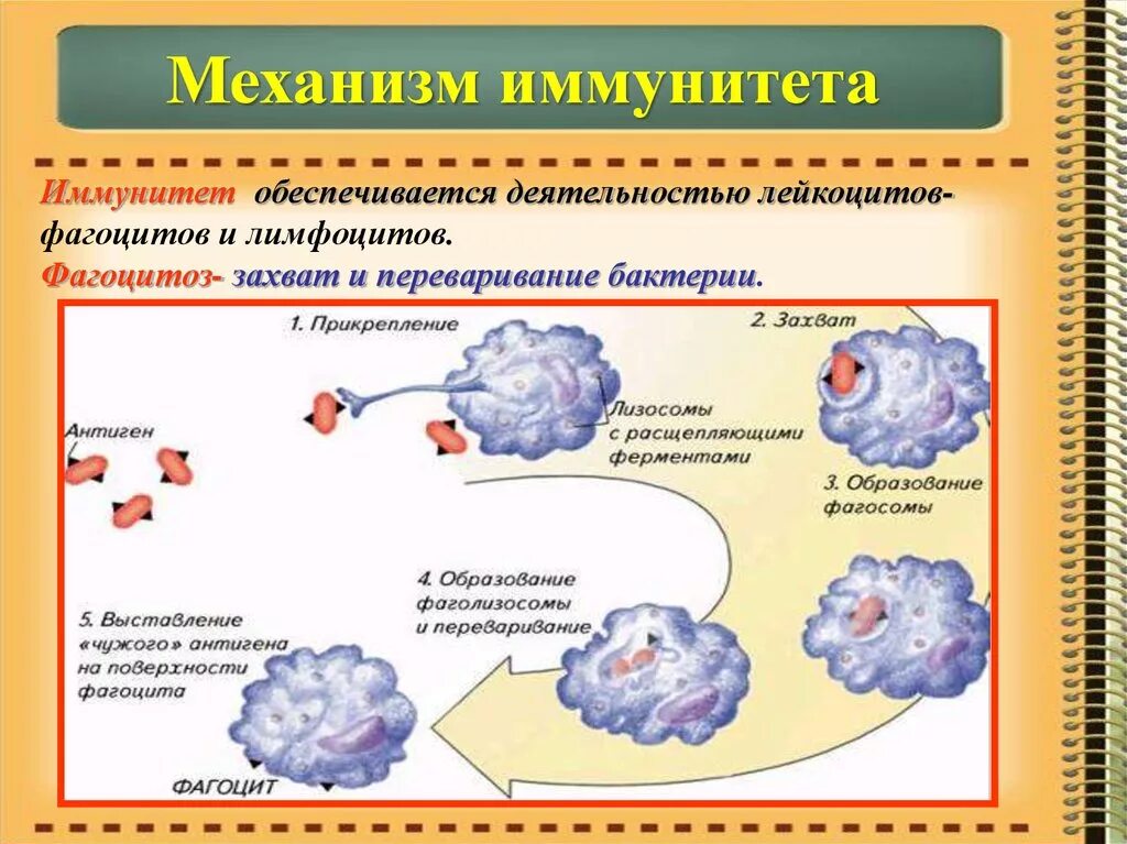 Фагоцитоз захват клеткой. Схема клеточного фагоцитарного механизма образования иммунитета. Механизм иммунитета фагоцитоз антитела. Процесс фагоцитоза схема. Механизм фагоцитоза схема.