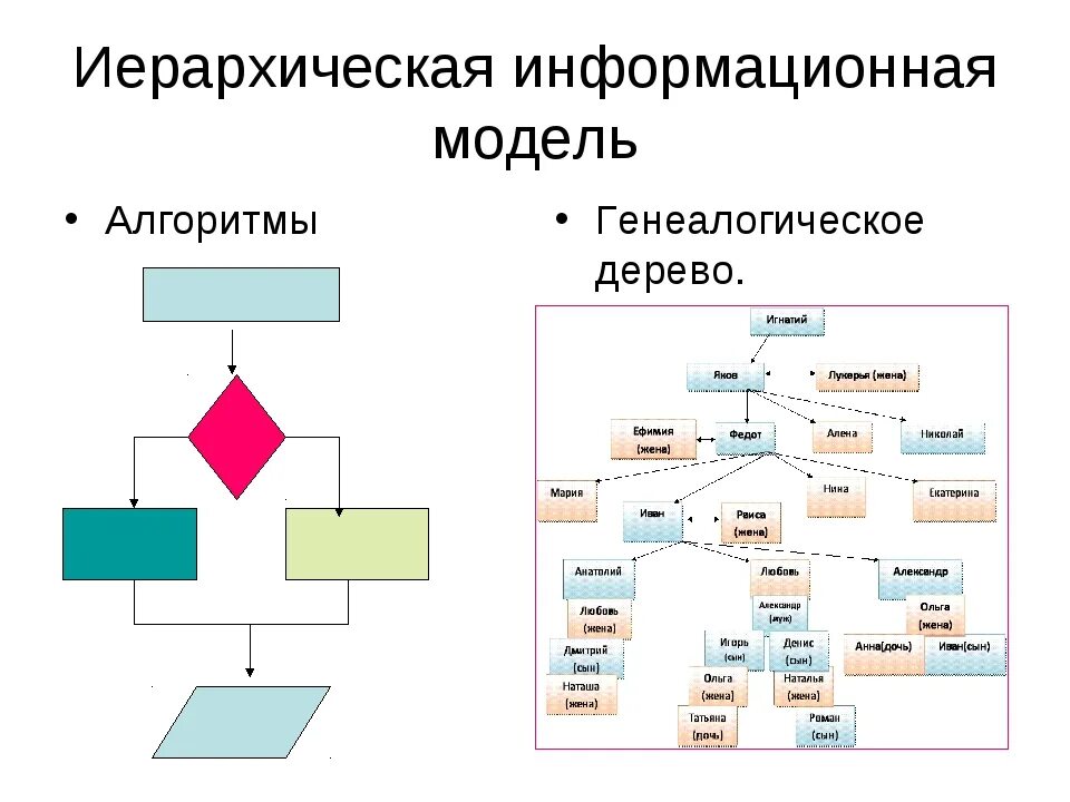 Информационная модель рисунок. Информационная модель родословной - это. Иерархическая информационная модель. Алгоритм генеалогического дерева. Информационная модель дерева.