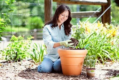 Plant flowers