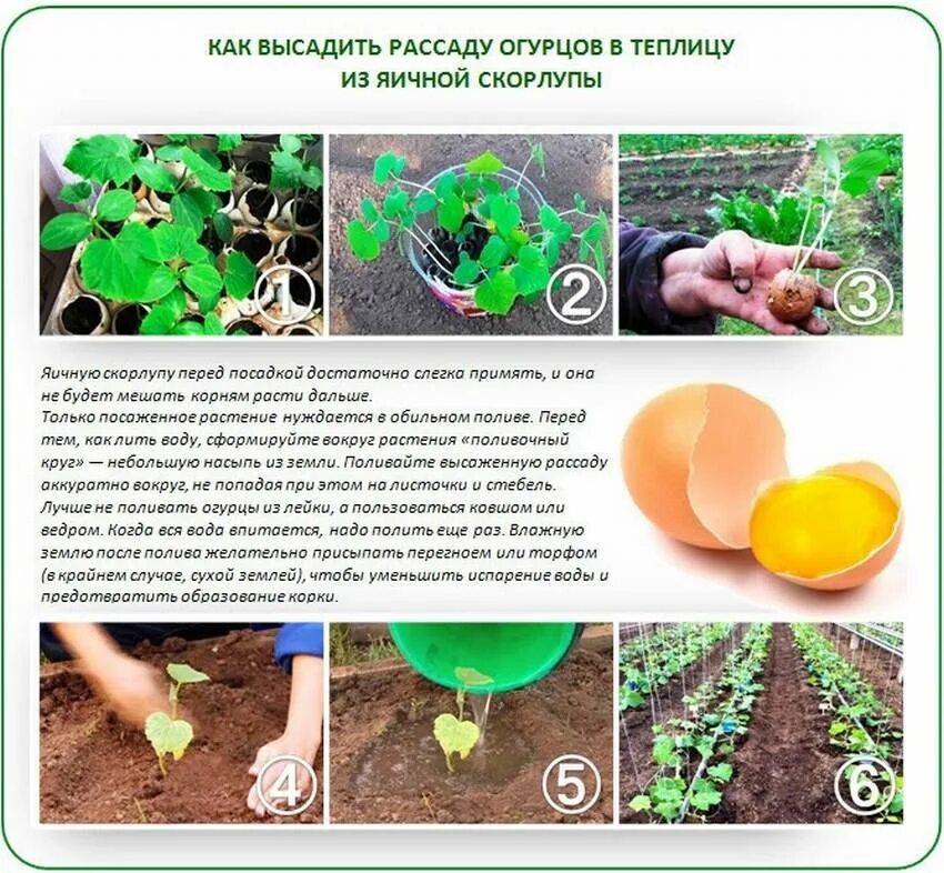 На какую глубину сажать огурцы семенами. Высадка рассады в открытый грунт. высаживание рассады огурцов в теплицу. огурцы для посева в открытом грунте. огурцы схема посадки в открытый грунт.