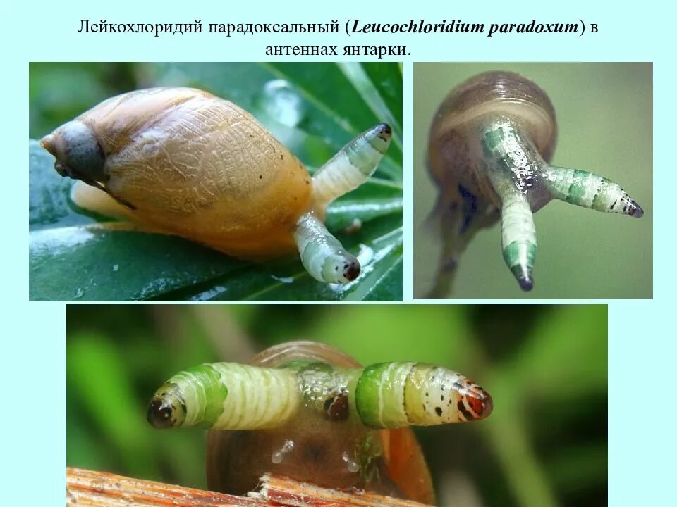 Leucochloridium paradoxum. Leucochloridium paradoxum. Паразит лейкохлоридий парадоксальный. Паразит лейкохлоридий. Улитки зараженные лейкохлоридий.