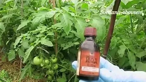Обработка помидоров молоком с йодом