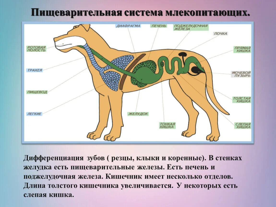 Верная последовательность процессов пищеварения у млекопитающих. Строение органов дыхания млекопитающих. Пищеварительная система млекопита. Пищеварительная система млекопитающих схема. Строение пищеварительной системы млекопитающих.