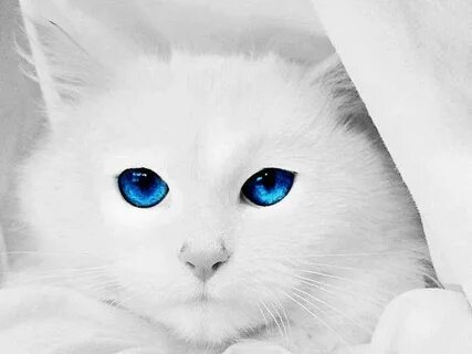 Котенок с синими глазами