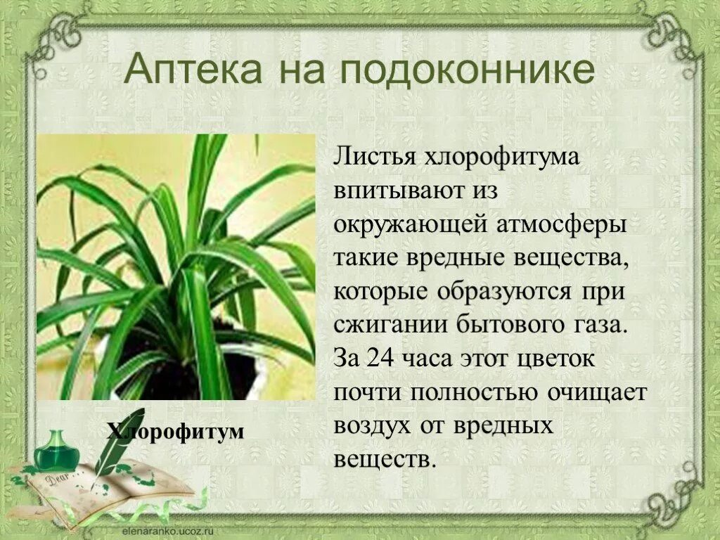 Сообщение о комнатном растении 2 класс окружающий