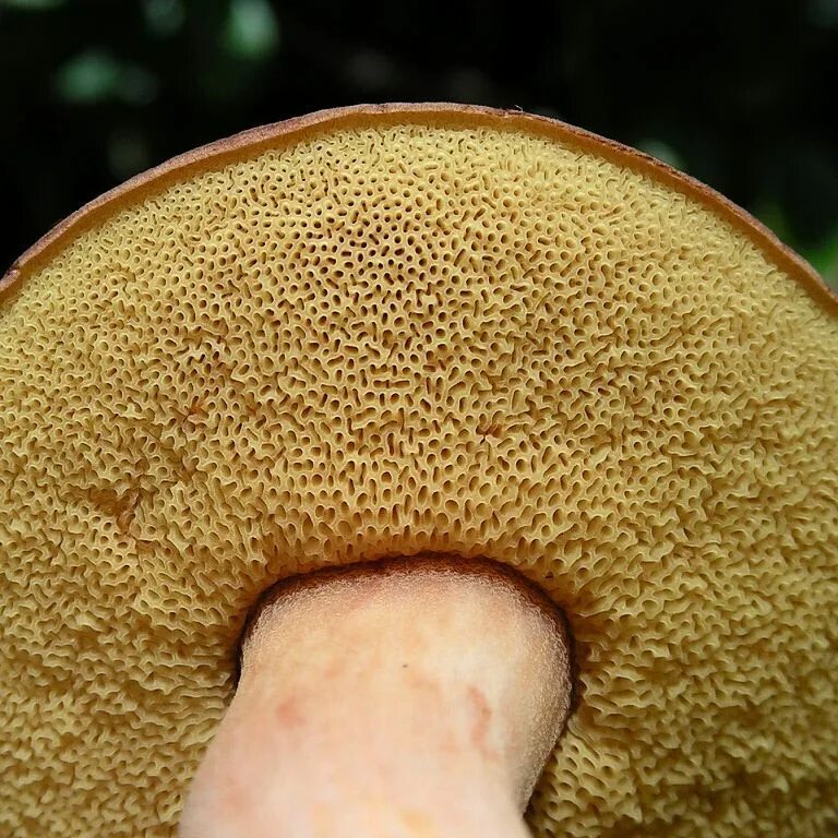 Трубчатый гриб 7. Трубчатые грибы. Желтый трубчатый гриб. Трубчатых трубчатые грибы. Трубчатый гриб с желтой губкой.