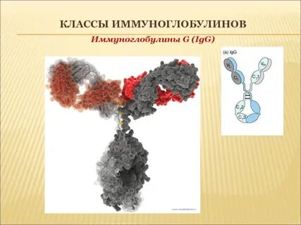 5 классов иммуноглобулинов