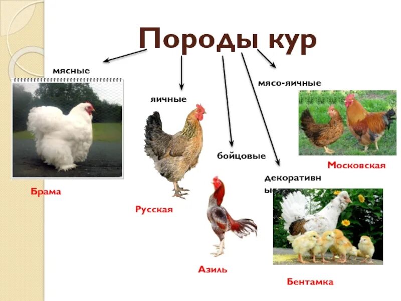 Имена для куриц. Породы кур несушек таблица. Разновидности кур. Породы кур с названиями. Породы куриц с фотографиями и названиями.