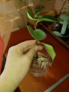 Укоренение пеперомии