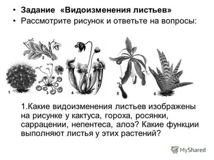 Каково значение видоизмененных