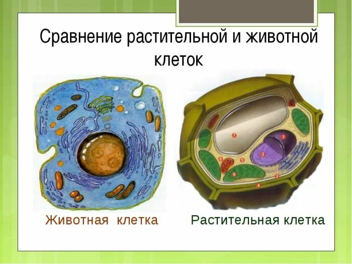 Растительная клетка сходства и различия. Строение клетки растения и животного сравнение. Сравнение строения растительной и животной клетки. Сравнение строения клеток растений и животных рисунок. Сравнение растительной и животной клетки.