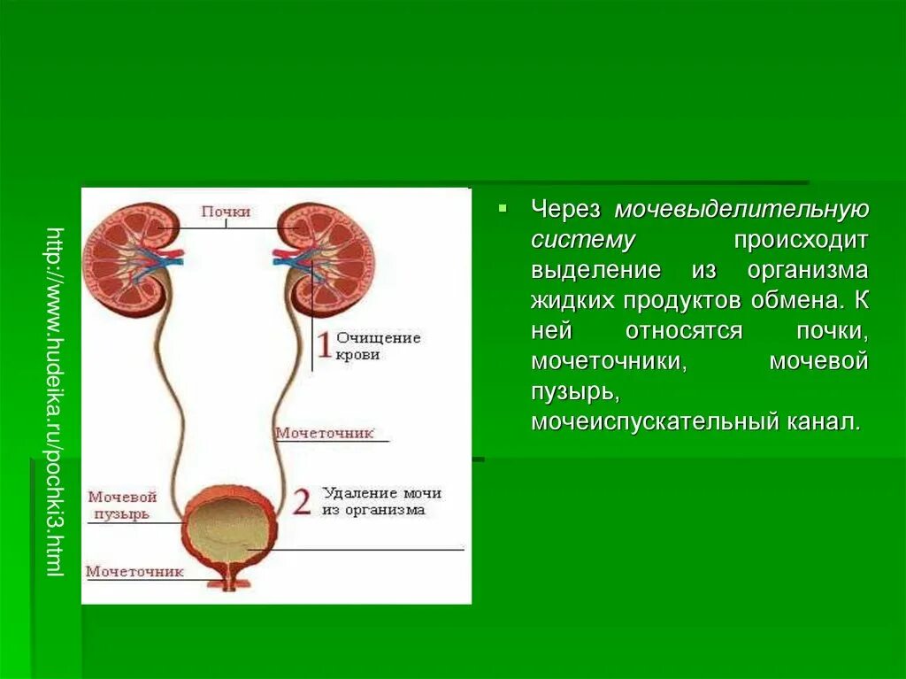 Орган отвечающий за очистку крови. Мочевыделительная система почки мочеточники. Выделительная система человека мочевой пузырь. Почки мочеточники мочевой пузырь относятся к системе органов. Органы выделительной системы человека выделяют из организма.