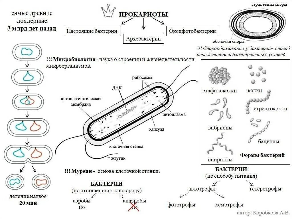 Вирусы это прокариоты. Строение бактерий ЕГЭ биология. Схема строения прокариотической клетки таблица. . Прокариоты, строение прокариотической клетки. Бактериальная клетка ЕГЭ биология.