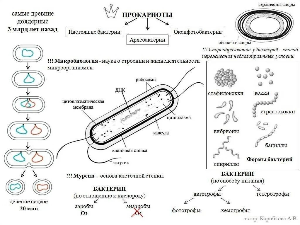 Прокариот какое царство. Схема строения прокариотической клетки таблица. прокариотическая клетка формы бактерии. царство бактерии классификация схема. строение бактериальной клетки егэ биология.