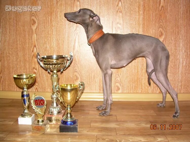 гончая веймаранер. гончая гальминтона. уиппет порода собак. порода собак на букву т. азавак клишас.