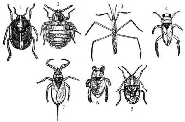 Полужесткокрылые клопы. Отряд полужесткокрылые представители. Ротовой аппарат полужесткокрылых насекомых. Полужесткокрылые Тип личинок.