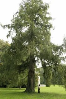 Лиственница википедия
