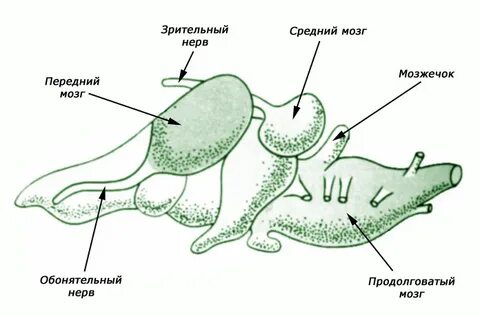 Какой тип почек у земноводных