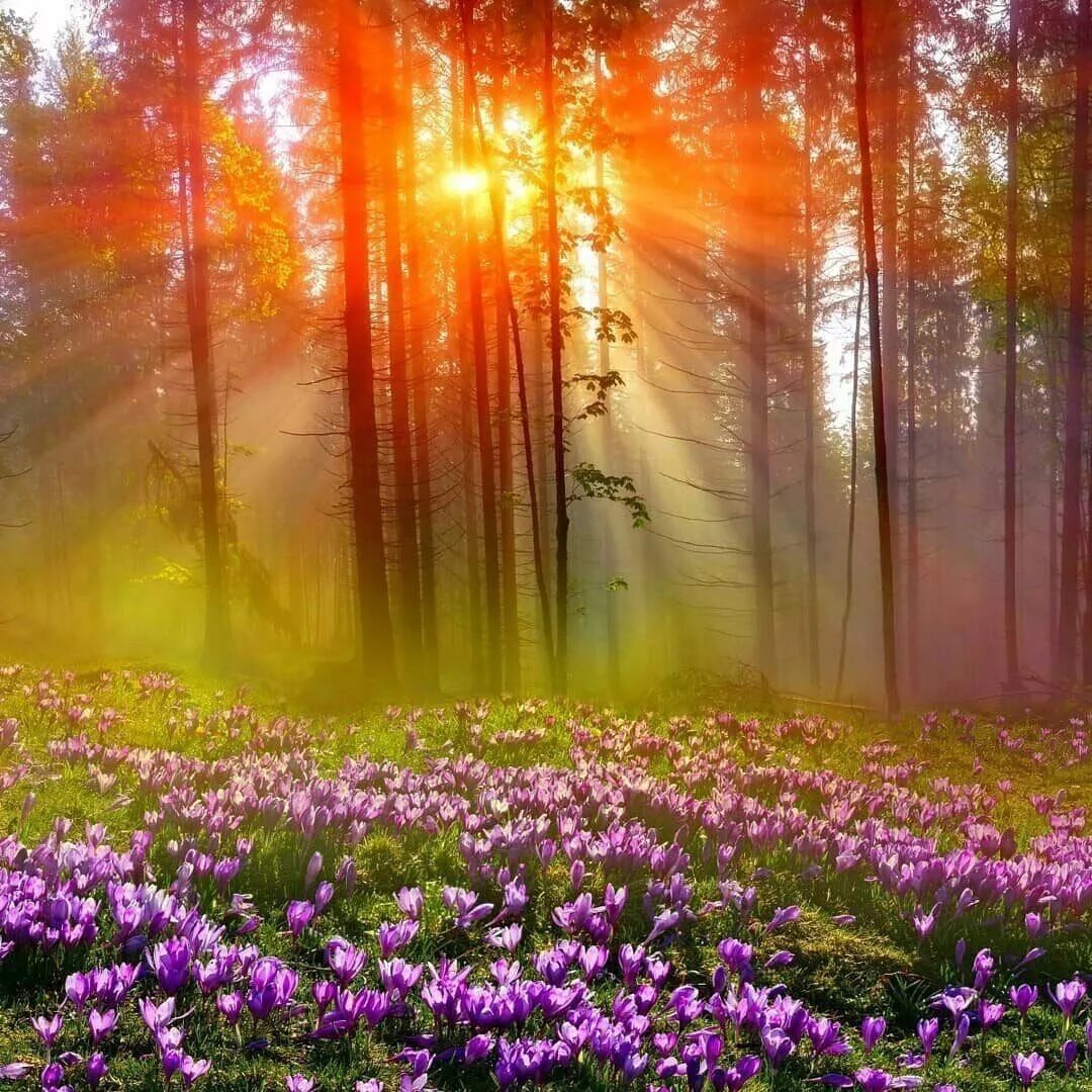 Открытки пейзажи утро. Природа солнце. Весенний рассвет. Утренний лес. Рассвет в лесу.