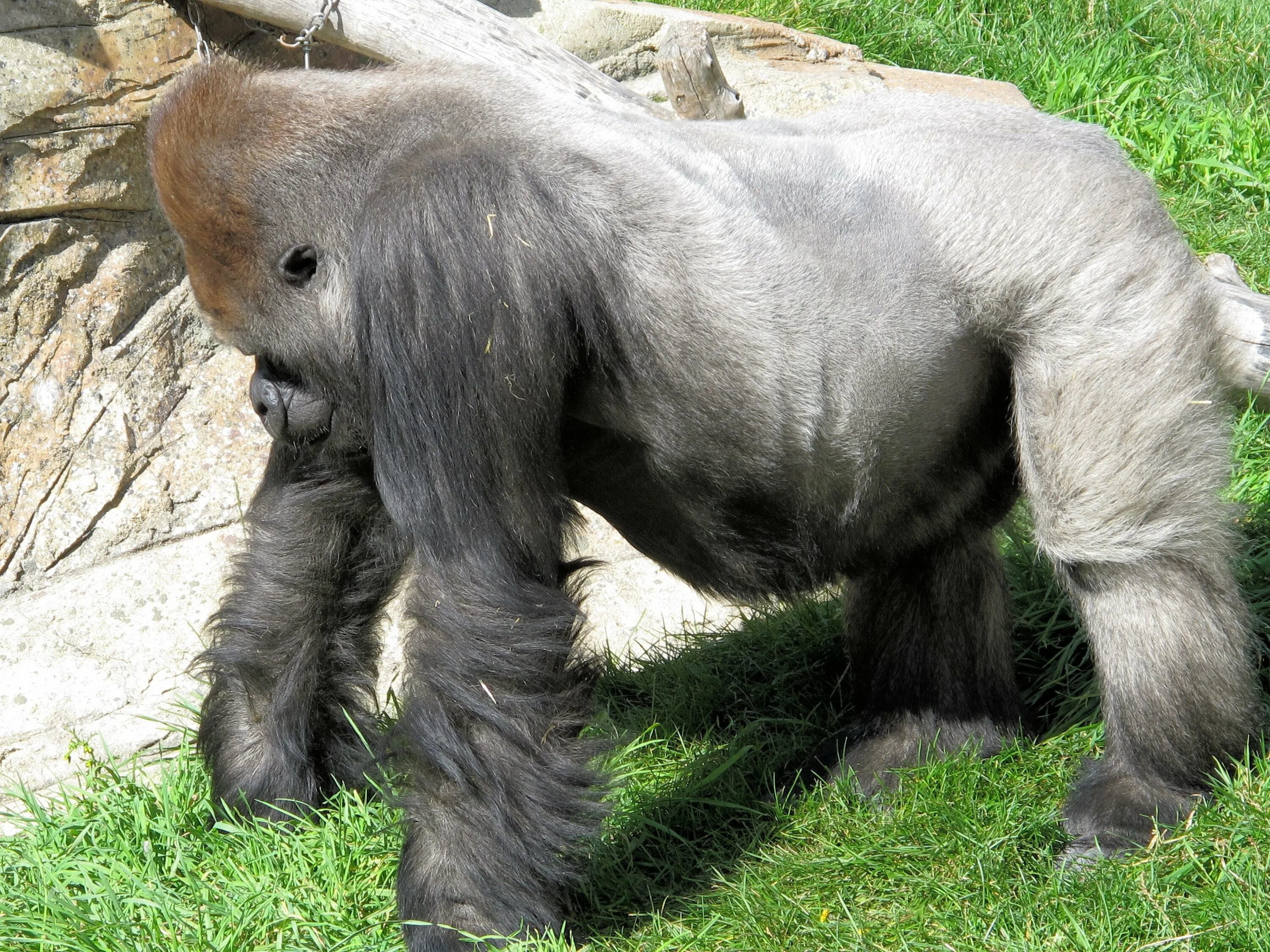 Сила гориллы. Silverback горилла. лысая горилла. животные без шерсти. шерсть гориллы.