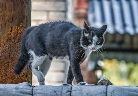 Бойцовская кошка
