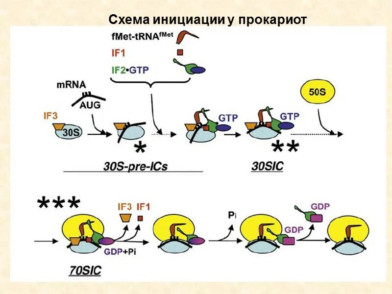 Инициация трансляции у прокариот. Инициация схема. Факторы инициации трансляции у прокариот. Механизм инициации трансляции у прокариот.. Инициация белка