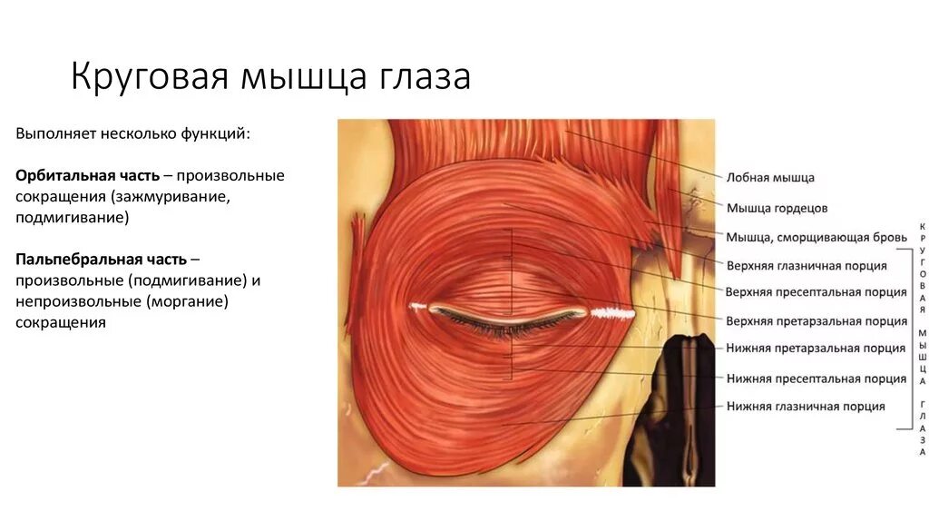 Круговые мышцы