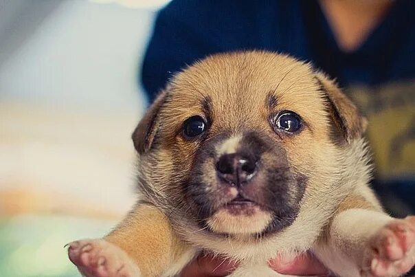 Глаза бездомной собаки. Щенок заплакал. Щенок заплакал. Щенок заплакал. Плачущая собачка.