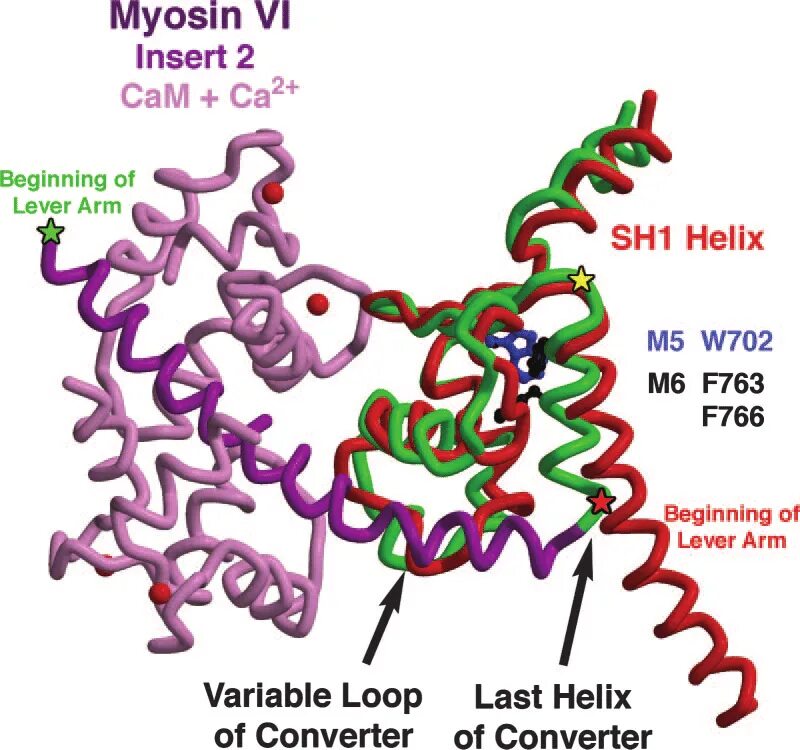 Белок миозин 2. Миозин 5. Миозин 1. Миозин. Squirrels actin myosin.