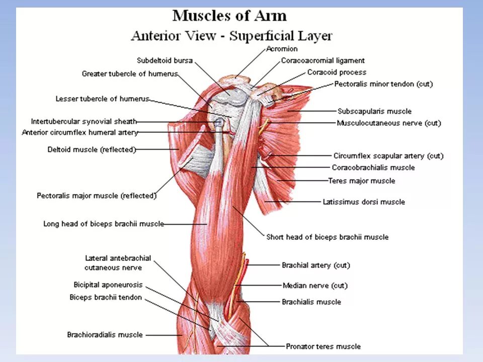 Артерии верхней конечности схема. Артерия в бицепсе. Схема артериального кровотока верхней конечности. Triceps brachii анатомия. Сосуды верхней конечности топографическая анатомия.