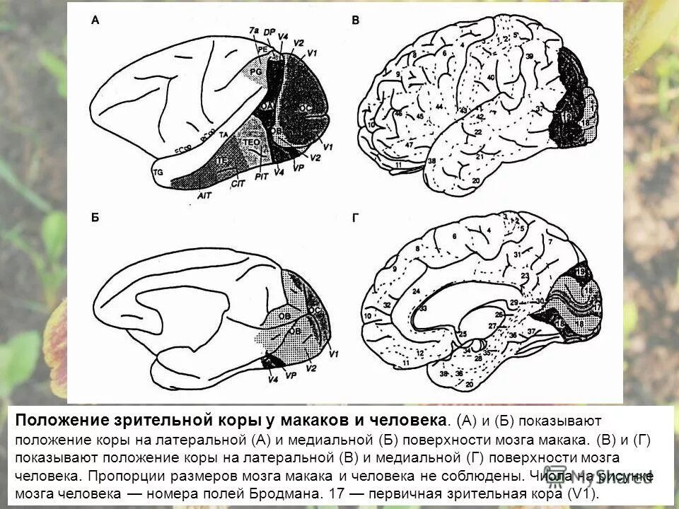 Повторяет структуру зрительной коры млекопитающих. Повторяет структуру зрительной коры млекопитающих. Зона брока по бродману. Архитектура искусственных нейронных сетей. Стриарная зона.