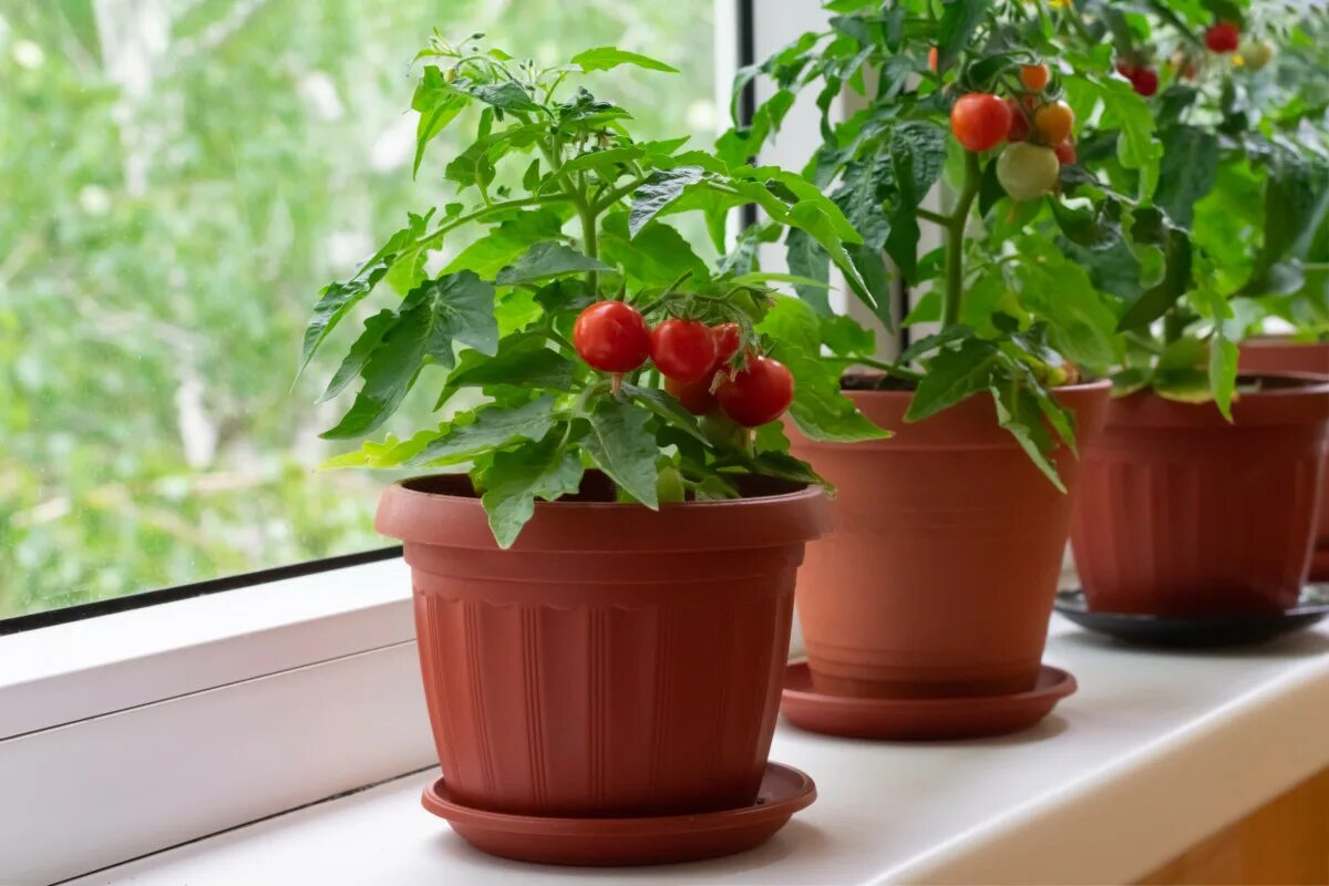 Tomato grow