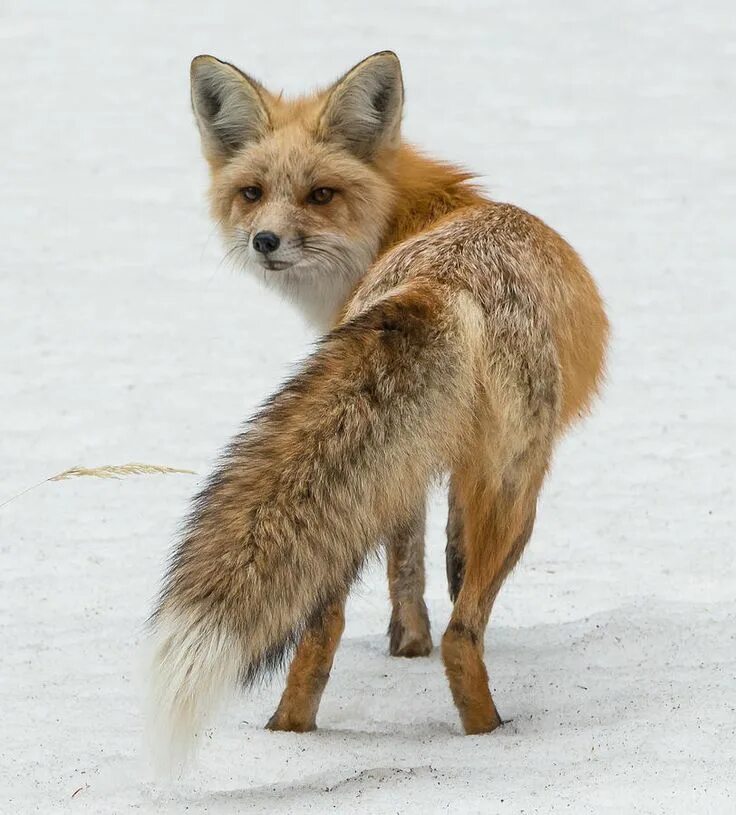 Foxes amazing. Испуганный Лис. Лиса испуганна. Степная лиса. Усики лисы.