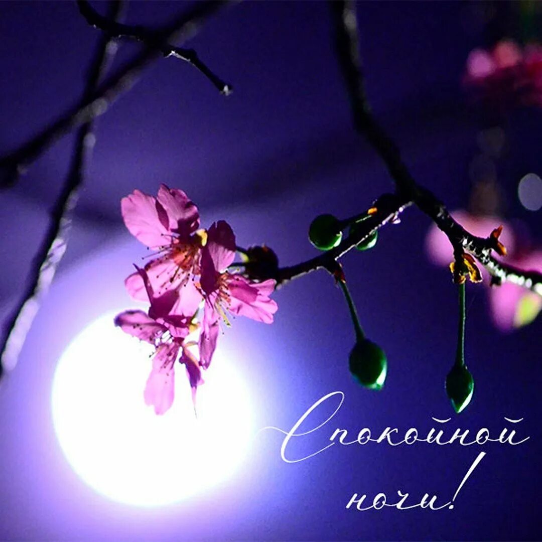 Доброй апрельской ночи картинки красивые. Доброй весенней ночи. Спокойной весенней ночи. Спокой ночи весенней.