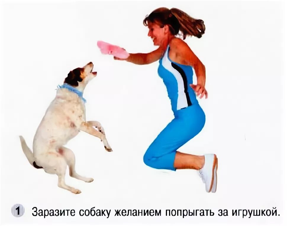 Как научить щенка месту. Как научить собаку команде прыгать. как научить собаку команде прыжок. правильное приземление собаки. команда прыжок для собаки.