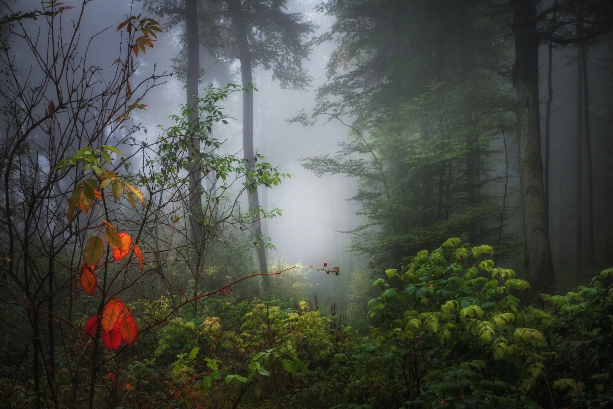 Лес туман лето. Туманный лес. Лес в тумане. Сказочный лес. Утро в сказочном лесу.
