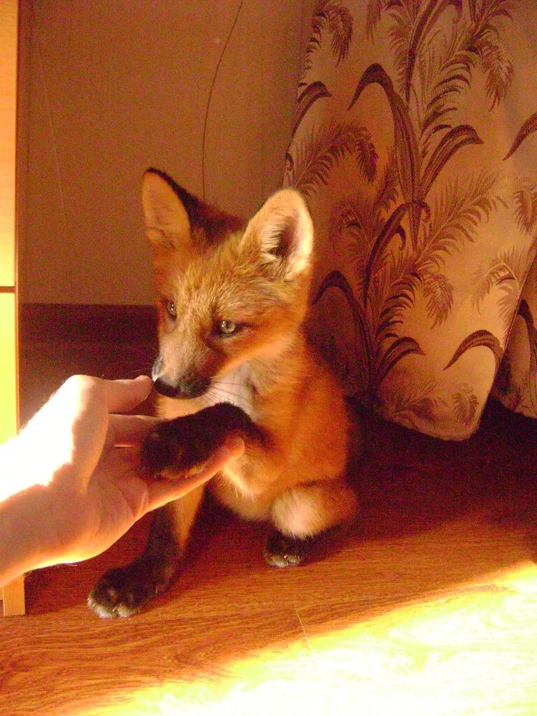 Лиса живет дома. Лиса в доме. Ангелина лисица. Лиса джунипер. Лисица домашняя.