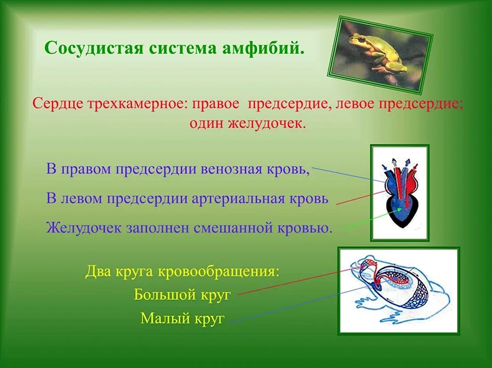Что понимают под термином двухкамерное сердце. Кровеносная система амфибий. трехкамерное сердце у земноводных. у амфибий трехкамерное сердце. эволюция кровеносной системы земноводных.