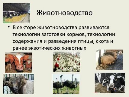 Скотоводство пример