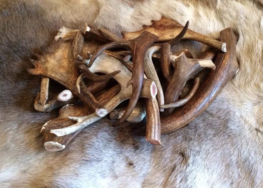 Содержимое рога. Рога барана нож. Содержимое рога. Мора (оленьи панты). Оленьи рога маленькие.