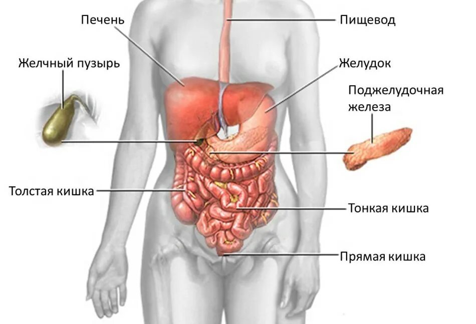 Может ли поджелудочная отдавать в спину. Анатомия человека внутренние органы желчный пузырь. анатомия поджелудочная железа расположение. расположение желудка и печени у человека. печень в человеке месторасположение.