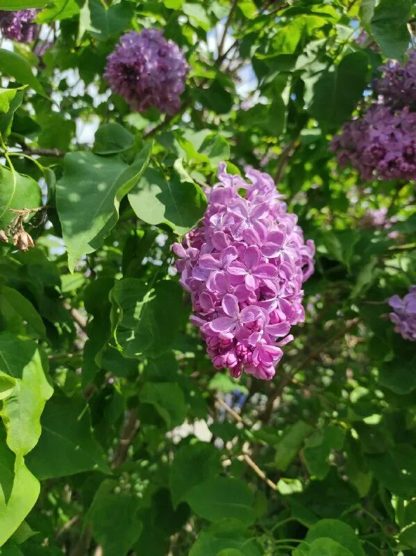 Сирень полуштамбовая. Две пятых из 15 кустов сирени. Две пятых из 15 кустов сирени. Сирень маресьев. Куст сирени, акации шиповника вместе.