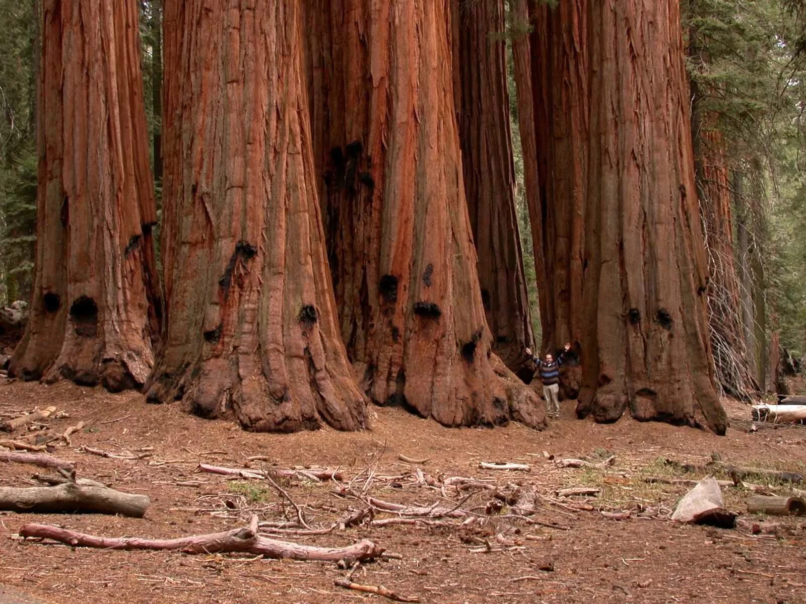 Где больше деревьев. Калифорнийская Секвойя Гиперион. Секвойя дерево. Секвойя Метасеквойя. Секвойя Мамонтовое дерево.