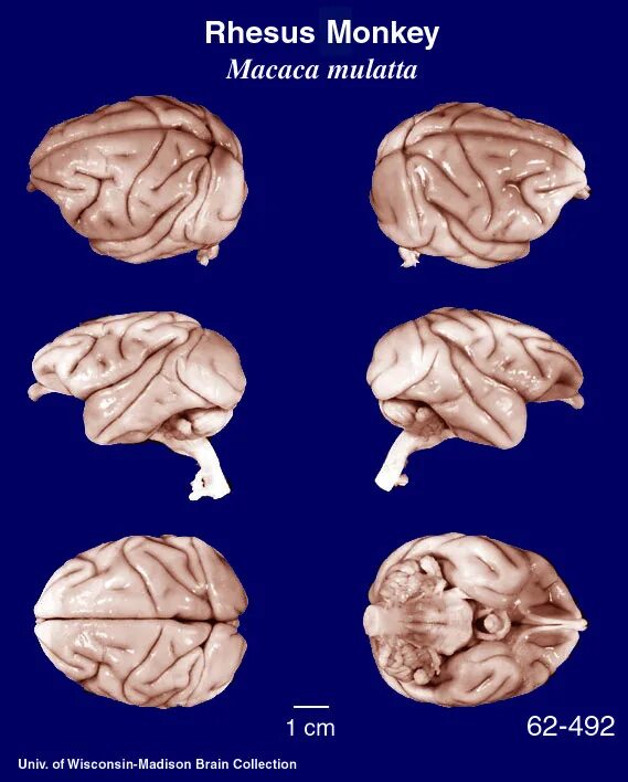 Какой мозг у приматов. Головной мозг обезьяны. Головной мозг приматов.