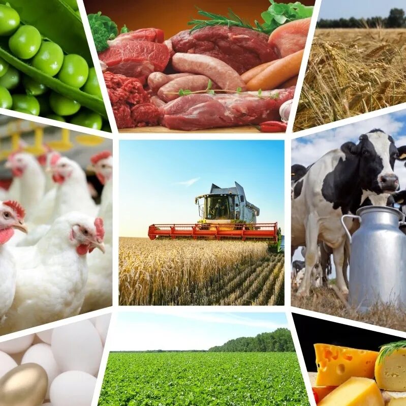 Сельское хозяйство Алтайского края. Продукты сельского хозяйства. Сельское хозяйство и перерабатывающая промышленность. Продукция АПК