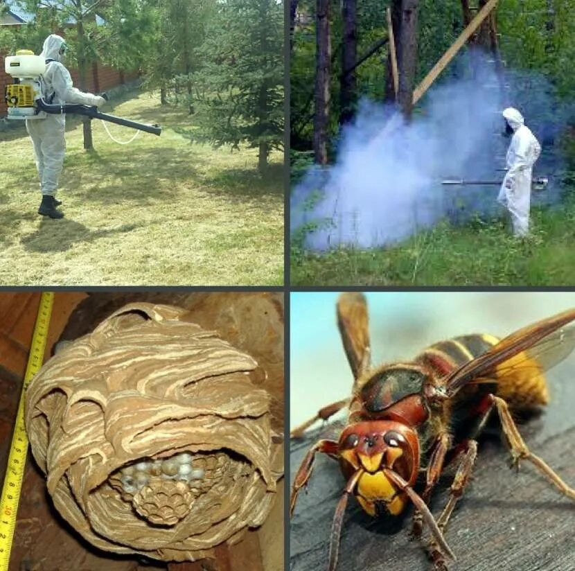 Чего боятся осы и как от них